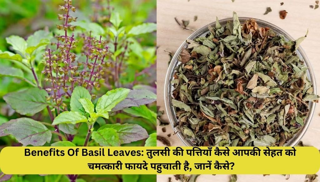 Benefits Of Basil Leaves: तुलसी की पत्तियाँ कैसे आपकी सेहत को चमत्कारी फायदे पहुचाती है, जानें कैसे?