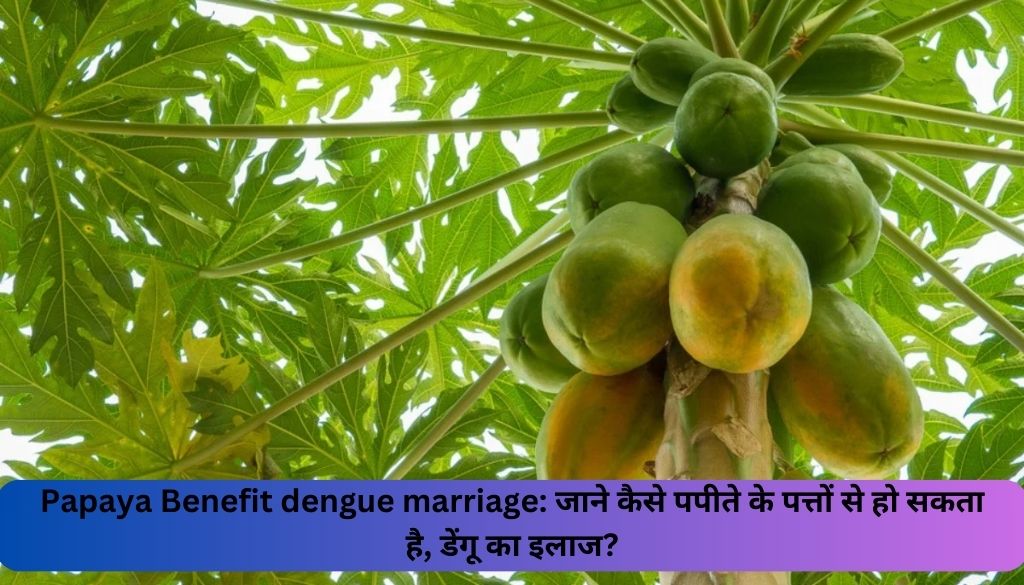 Papaya Benefit dengue marriage: जाने कैसे पपीते के पत्तों से हो सकता है, डेंगू का इलाज?